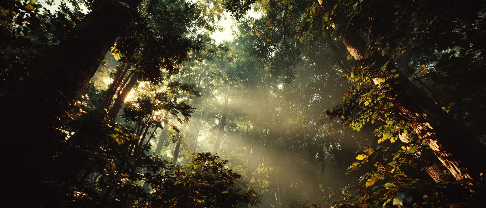 Mj Sunlight Forest Thr