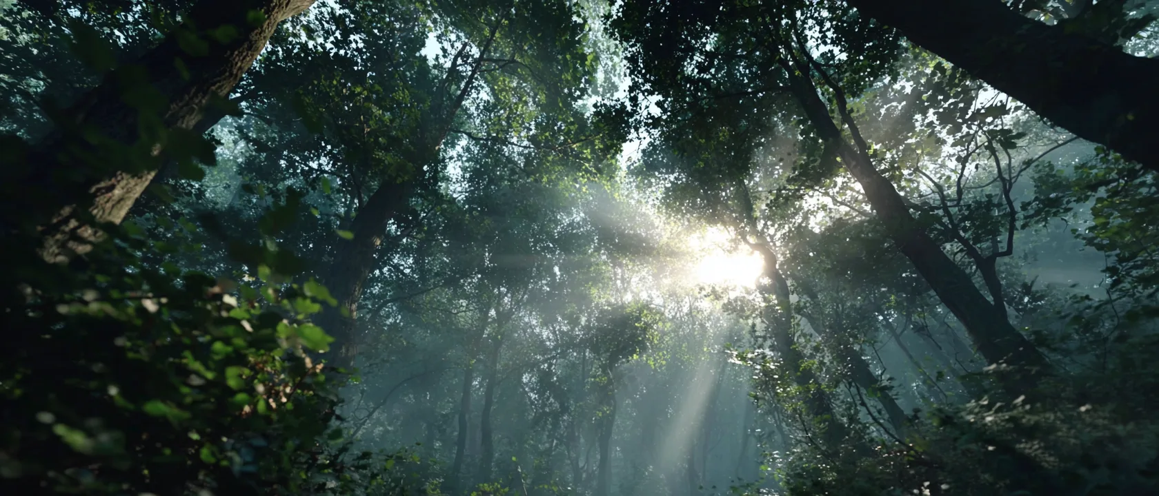 Mj Sunlight Forest Thr