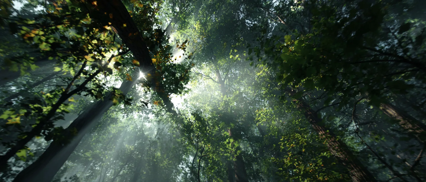 Mj Sunlight Forest Thr